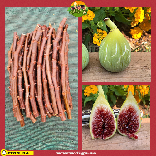 عقل تين دي لا سنيورا