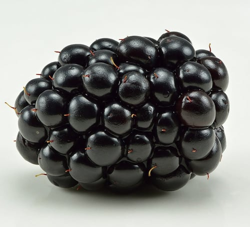 عقل توت العليق الأسود