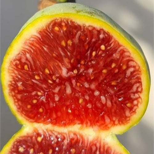 عقل تين ببلفيدير ( BVR )