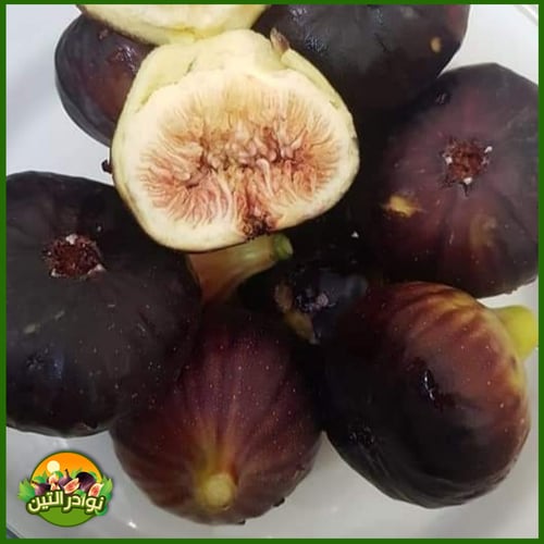 عقل تين اسباني اسود