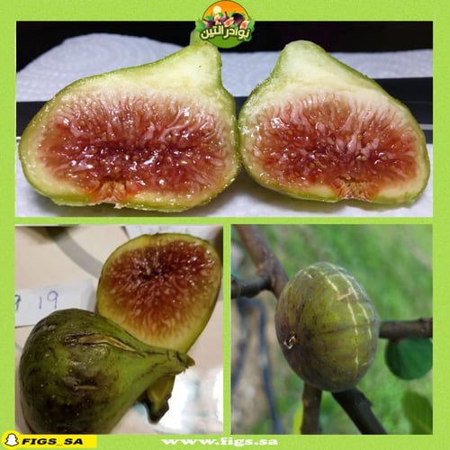 عقل تين سمث