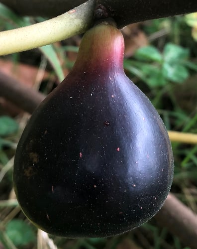 عقل تين غلاسيا نيجرا