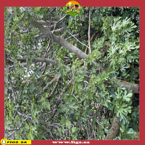 عقل تين كابري