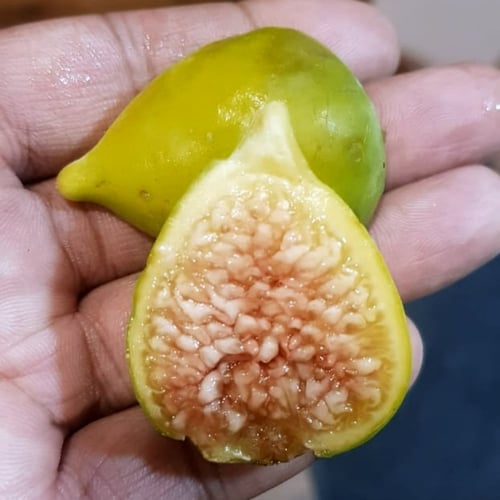 عقل تين موازي ابيض