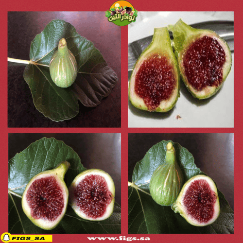 عقل تين وايت ماديرا #1