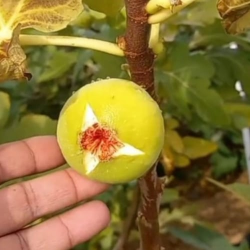 عقل تين اسباني اصفر