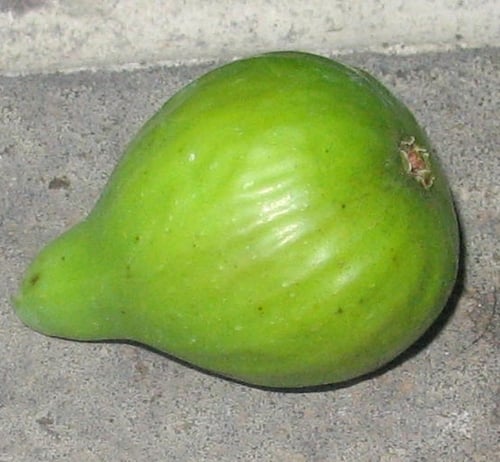 عقل تين ستروبري فيرت