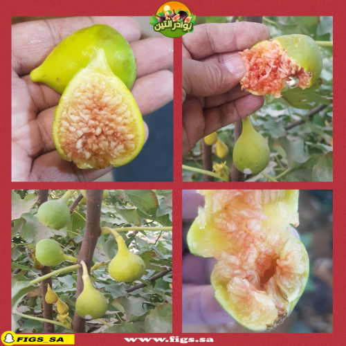 عقل تين موازي ابيض