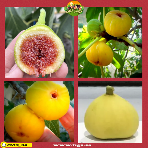 عقل تين ابشيرون الأصفر