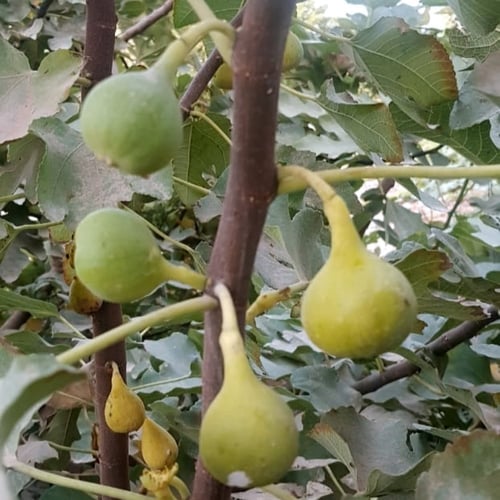 عقل تين موازي ابيض