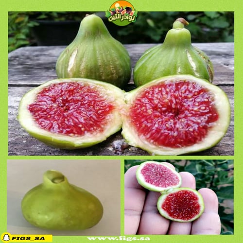 عقل تين جي اتش البحر الأدرياتيكي JH