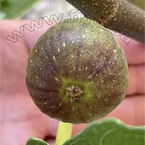 عقل تين برقان أونك