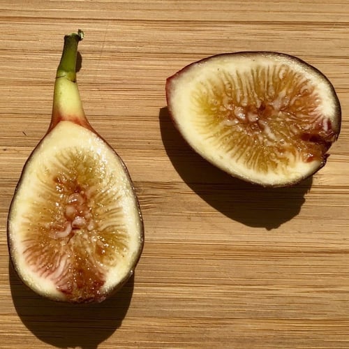 عقل تين لوسو بروبل