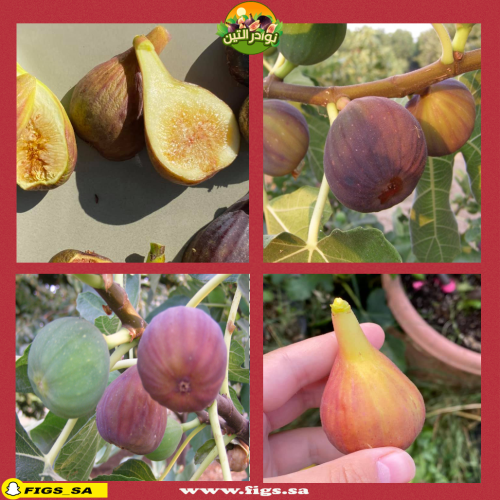 عقل تين سانت كروز دارك