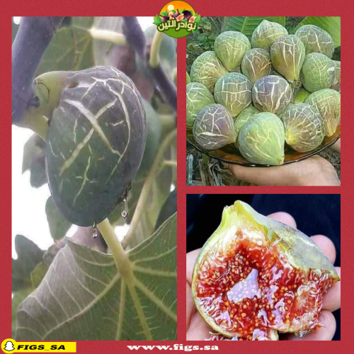 عقل تين الشتوي