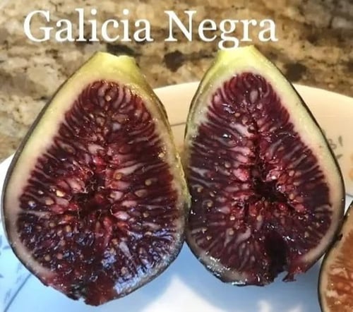 عقل تين غلاسيا نيجرا