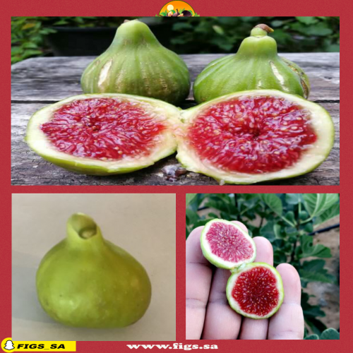 عقل تين جي اتش البحر الأدرياتيكي JH