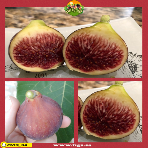 عقل تين ايطاليا 320