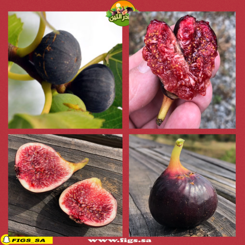 عقل تين راسبيري لاتيه