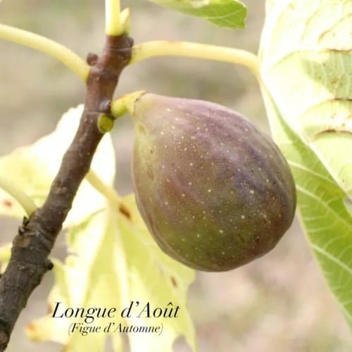 عقل تين لونق دي اوت