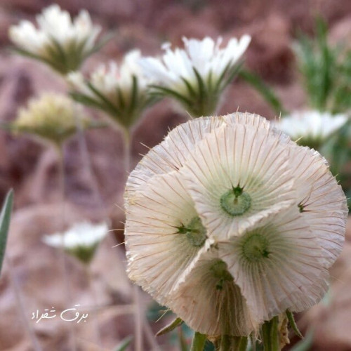 طربة (أم قلاص ) 30 بذرة Lomelosia palaestina