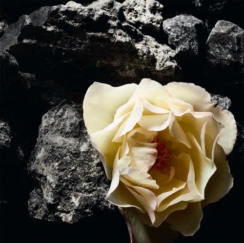 إيف سان لوران عطر إكسكويزيت إمبرويدري او دو بارفان