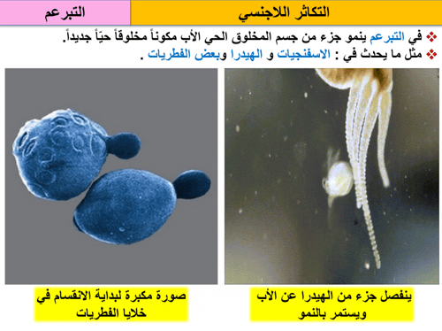علوم خامس ابتدائي-الفصل الدراسي الأول