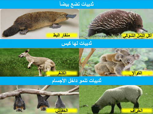 علوم رابع ابتدائي-الفصل الدراسي الأول