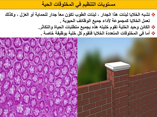 علوم سادس ابتدائي-الفصل الدراسي الأول