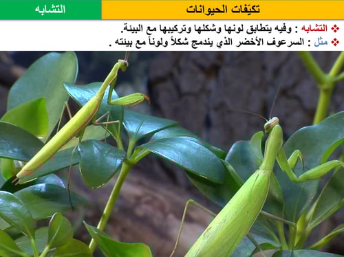 علوم خامس ابتدائي-الفصل الدراسي الأول