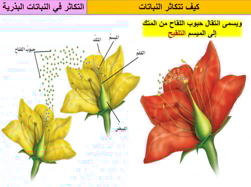 علوم سادس ابتدائي-الفصل الدراسي الأول