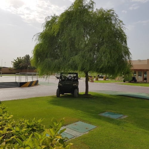 بذور غاف خليجي ( Prosopis cineraria )