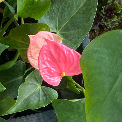 نبتة أنتوريوم