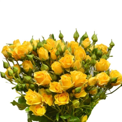 فازة بيبي روز