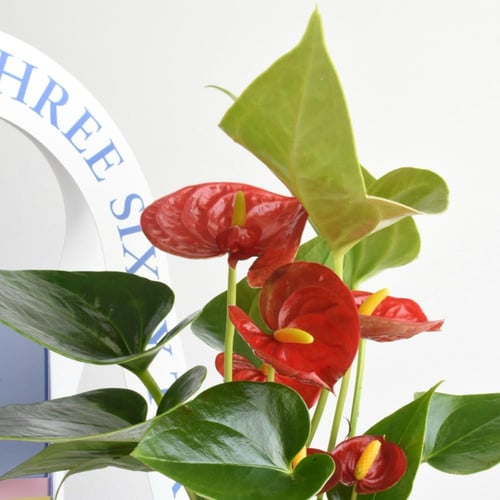 نبتة أنتوريوم