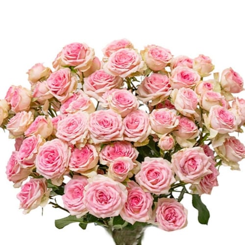 فازة بيبي روز