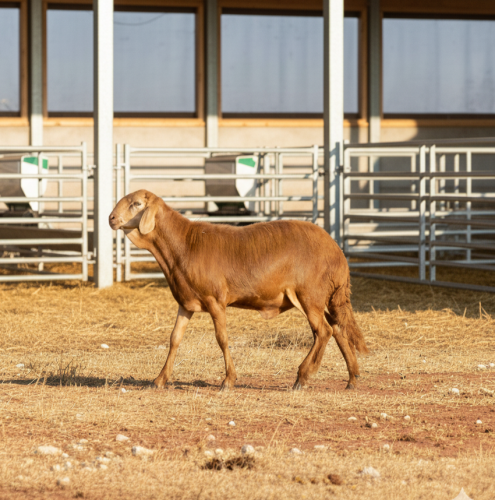 لحم غنم سواكني (سوداني) 1 كيلو