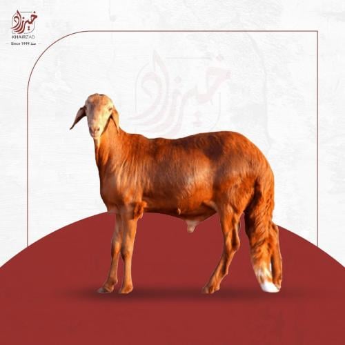 عرض نصف ذبيحة سواكني (سوداني)