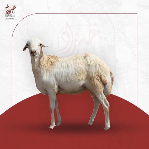 ذبيحة ارفيدي