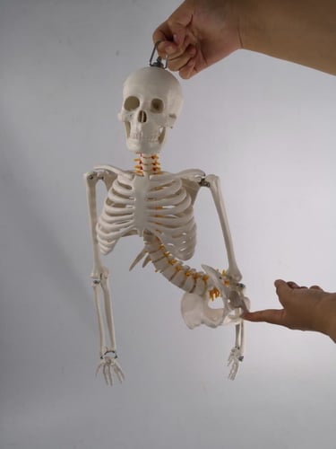 85cm Skeleton With Spinal Nerves