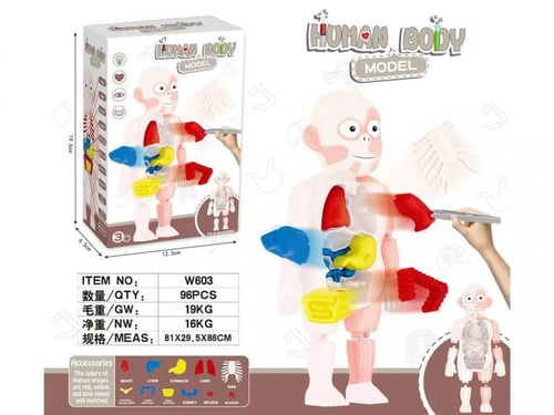 لعبة التعرف على أعضاء جسم الإنسان على الدمية