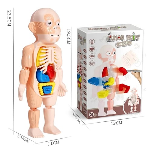 لعبة التعرف على أعضاء جسم الإنسان على الدمية