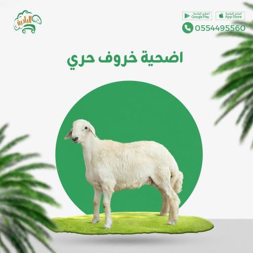 حري جذع كبير اضحية ( اليوم الأول )