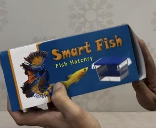 حضانة اسماك للانتاج وعزل الانثى عن الذكر وعزل البي...