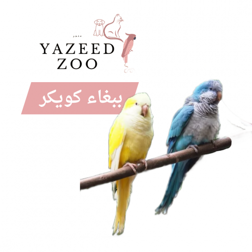 ببغاء كويكر
