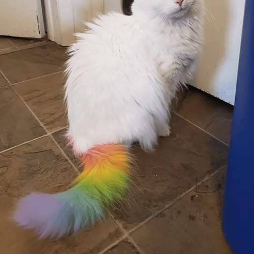 مجموعة تلوين فراء الحيوانات الاليفة - صحية وامنة م...