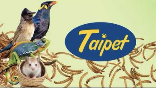 دود مجفف من شركة تابيت 100g