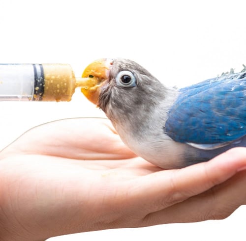 فيرسل لاقا سيريلاك طيور كل الطيور VERSEL-LAGA Nurt...