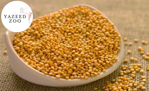 مليسا دخن بولندي لطيور