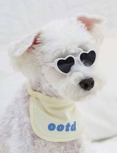 نظارة حيوانات اليفة نمط قلوب متعدد الالوان